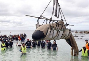 Citizens try to "save" a whale