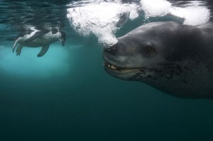 Photo: Paul Nicklen, National Geographic