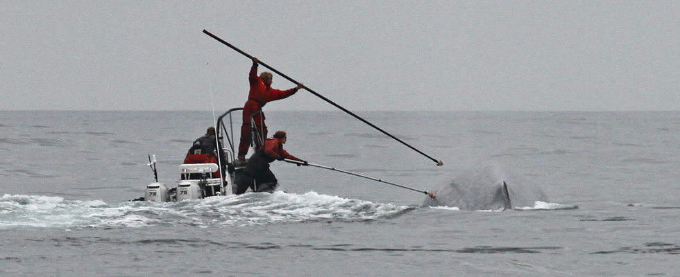 Whale Tagging