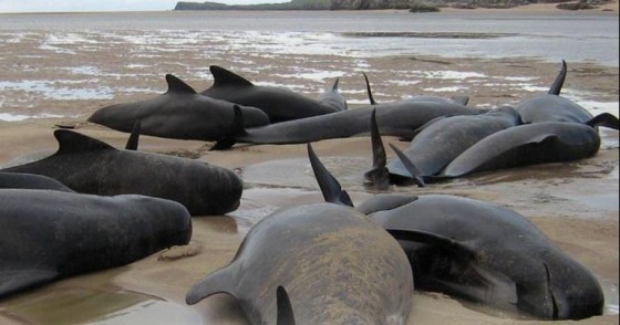 mass-stranding-report-and-review-ocean-noise