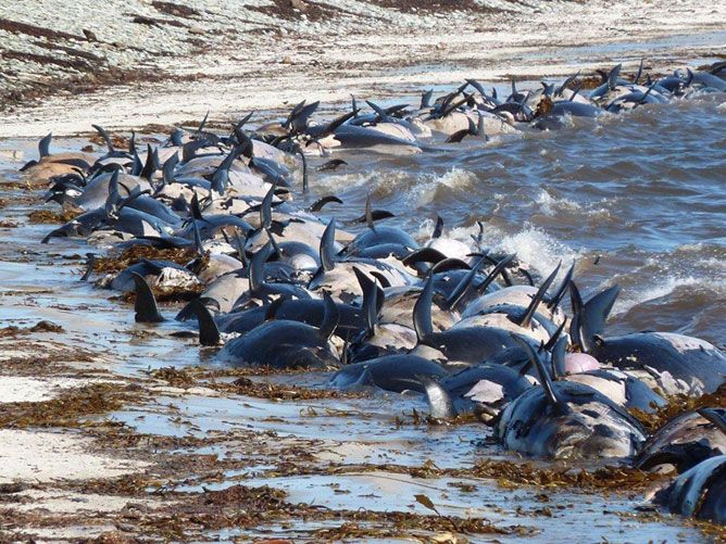 Falkland Island stranding of pilot whales
