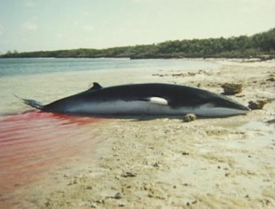 Stranded Minke Whale