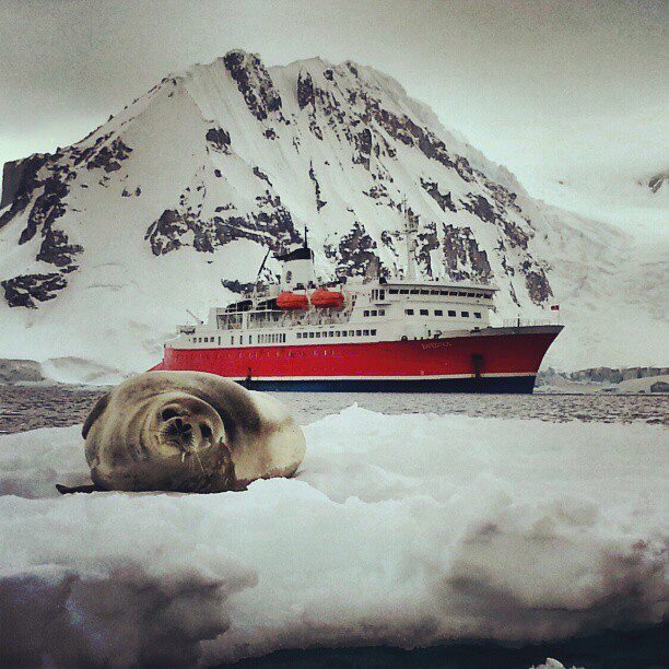 Seal and Cruise Ship