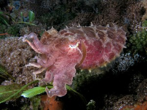 Sepia latimanus (Reef_cuttlefish), Wikimedia, by Nick Hobgood 